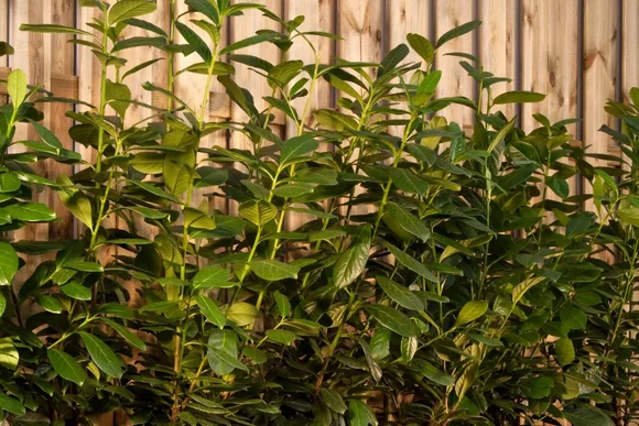 Grüne Hecke vor Holzzaun